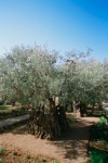 pianta di ulivo